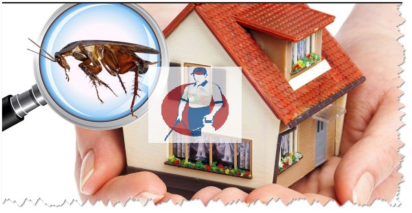 Insect control services